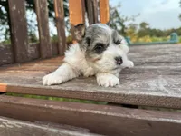 Edwin, a male Miniature Schnauzer for sale in Atoka, OK – 3 of 5