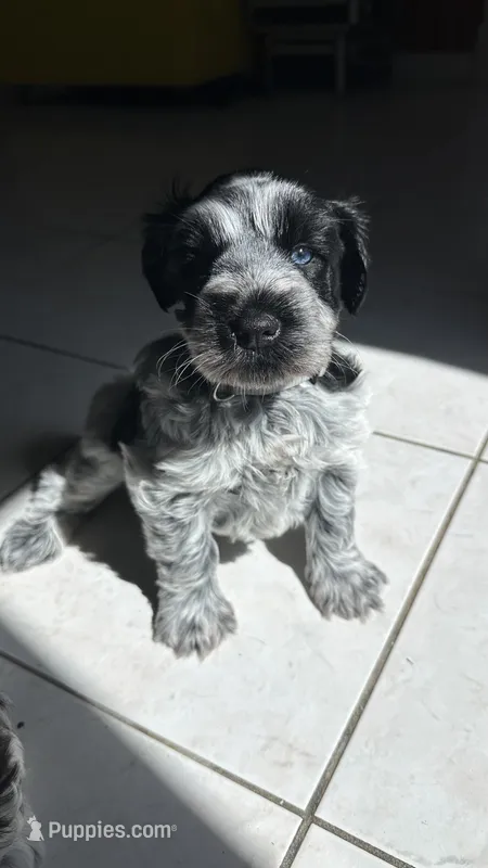 Handsome  – Miniature Schnauzer puppy for sale in Atoka, OK
