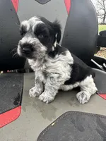 Handsome , a male Miniature Schnauzer for sale in Atoka, OK – Photo 3 of 4