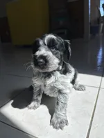 Handsome , a male Miniature Schnauzer for sale in Atoka, OK – Photo 2 of 4