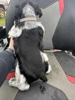 Handsome , a male Miniature Schnauzer for sale in Atoka, OK – Photo 4 of 4