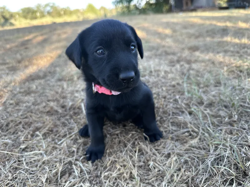 Pink collar  – Labrador Retriever puppy for sale in Atoka, OK