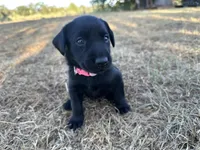 Pink collar , a female Labrador Retriever for sale in Atoka, OK – 1 of 3