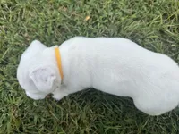 Tammy, a female Jack Russell Terrier for sale in Atoka, OK – 3 of 4