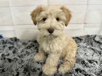 Frankie- Toy, a male Miniature Schnauzer for sale in Atoka, OK – 2 of 6