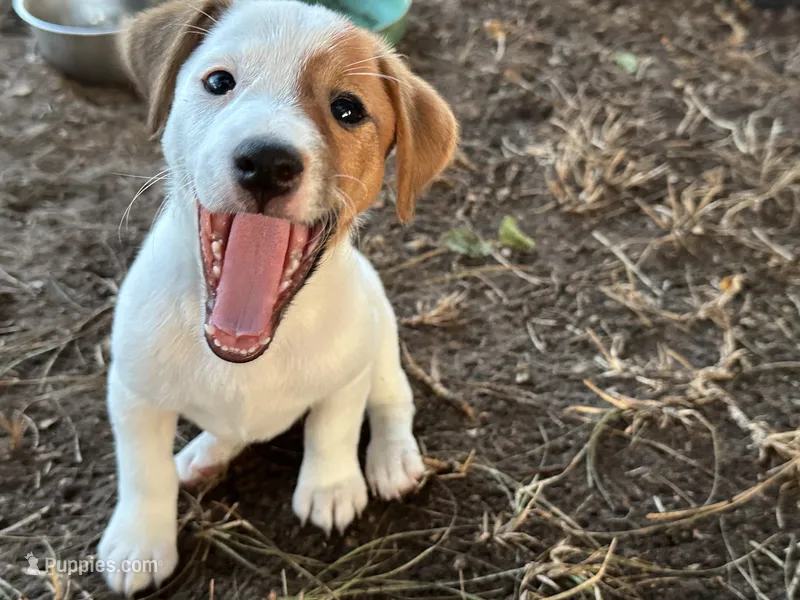 Amy- pet only  – Jack Russell Terrier puppy for sale in Atoka, OK