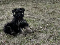 Bailey- read description, a female Miniature Schnauzer for sale in Atoka, OK – Photo 5 of 5