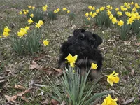 Bailey- read description, a female Miniature Schnauzer for sale in Atoka, OK – Photo 1 of 5