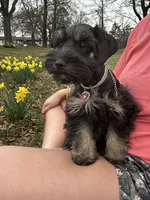 Bailey- read description, a female Miniature Schnauzer for sale in Atoka, OK – Photo 2 of 5