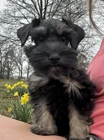Bailey- read description, a female Miniature Schnauzer for sale in Atoka, OK – Photo 3 of 5