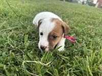 Amy, a female Jack Russell Terrier for sale in Atoka, OK – 2 of 5