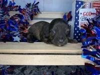 Clover , a female Miniature Dachshund for sale in Atoka, OK – 2 of 3