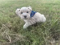 Freddie-Toy, a male Miniature Schnauzer for sale in Atoka, OK – 3 of 3