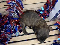 Clover , a female Miniature Dachshund for sale in Atoka, OK – 3 of 3