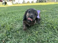 Clover , a female Miniature Dachshund for sale in Atoka, OK – 3 of 10