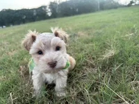 Frankie- Toy, a male Miniature Schnauzer for sale in Atoka, OK – 1 of 4