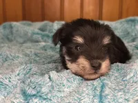 Carl- read description, a male Miniature Schnauzer for sale in Atoka, OK – Photo 6 of 7