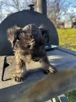 Carl- read description, a male Miniature Schnauzer for sale in Atoka, OK – Photo 2 of 7