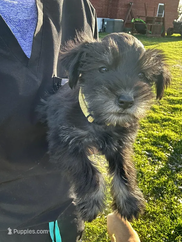 Carl- read description