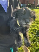 Carl- read description, a male Miniature Schnauzer for sale in Atoka, OK – Photo 1 of 7
