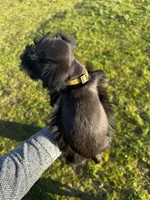 Carl- read description, a male Miniature Schnauzer for sale in Atoka, OK – Photo 3 of 7