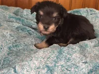 Carl- read description, a male Miniature Schnauzer for sale in Atoka, OK – Photo 7 of 7