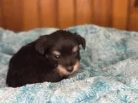 Carl- read description, a male Miniature Schnauzer for sale in Atoka, OK – Photo 5 of 7