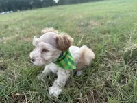 Frankie- Toy, a male Miniature Schnauzer for sale in Atoka, OK – 2 of 4