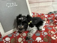 Libby- runt, a female Miniature Schnauzer for sale in Atoka, OK – Photo 3 of 8