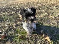 Libby- runt, a female Miniature Schnauzer for sale in Atoka, OK – Photo 2 of 8
