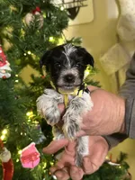 Libby- runt, a female Miniature Schnauzer for sale in Atoka, OK – Photo 5 of 8