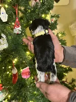 Libby- runt, a female Miniature Schnauzer for sale in Atoka, OK – Photo 6 of 8