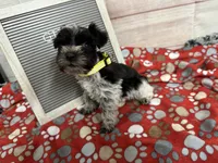 Libby- runt, a female Miniature Schnauzer for sale in Atoka, OK – Photo 4 of 8