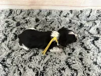 Libby- runt, a female Miniature Schnauzer for sale in Atoka, OK – Photo 8 of 8