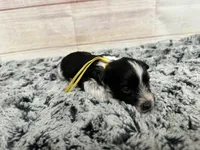 Libby- runt, a female Miniature Schnauzer for sale in Atoka, OK – Photo 7 of 8