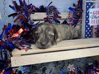 Case, a male Miniature Dachshund for sale in Atoka, OK – 1 of 3