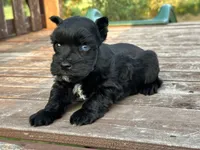 Elvis, a male Miniature Schnauzer for sale in Atoka, OK – 2 of 4