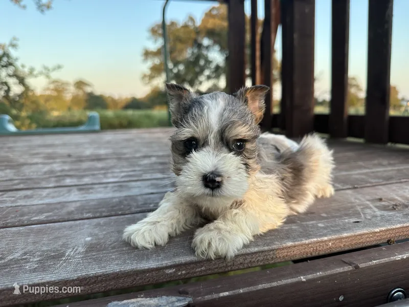 Edwin – Miniature Schnauzer puppy for sale in Atoka, OK