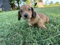 Charley, a male Miniature Dachshund for sale in Atoka, OK – 7 of 8