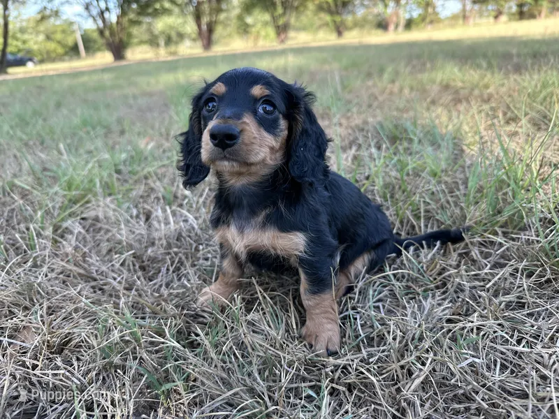 Baby  – Miniature Dachshund puppy for sale in Atoka, OK