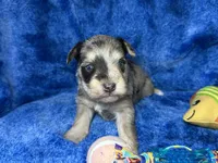 Andie- blue eyes , a male Miniature Schnauzer for sale in Atoka, OK – Photo 4 of 4
