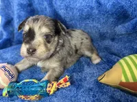 Andie- blue eyes , a male Miniature Schnauzer for sale in Atoka, OK – Photo 2 of 4