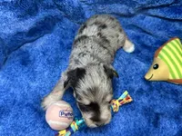 Andie- blue eyes , a male Miniature Schnauzer for sale in Atoka, OK – Photo 3 of 4