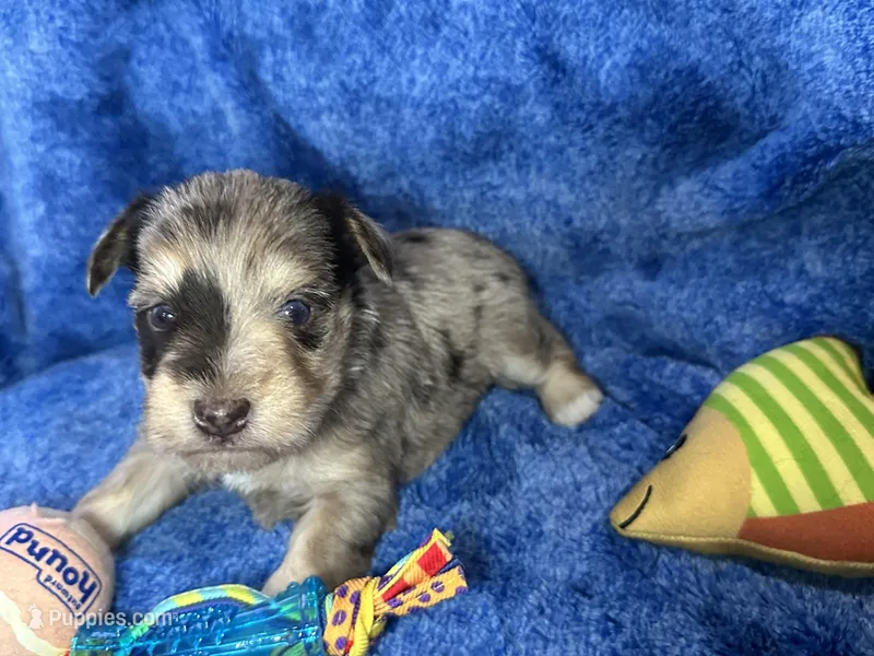 Andie- blue eyes , a male Miniature Schnauzer for sale in Atoka, OK – Photo 1 of 4