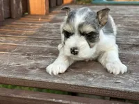 Edwin, a male Miniature Schnauzer for sale in Atoka, OK – 4 of 5