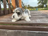 Edwin, a male Miniature Schnauzer for sale in Atoka, OK – 2 of 5