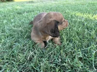 Charley, a male Miniature Dachshund for sale in Atoka, OK – 3 of 8