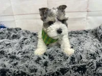 Edwin, a male Miniature Schnauzer for sale in Atoka, OK – 5 of 6