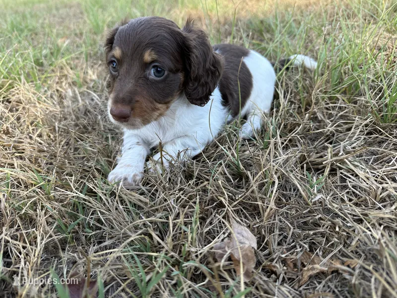 Bossy- read description  – Miniature Dachshund puppy for sale in Atoka, OK