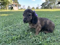 Clover , a female Miniature Dachshund for sale in Atoka, OK – 2 of 10